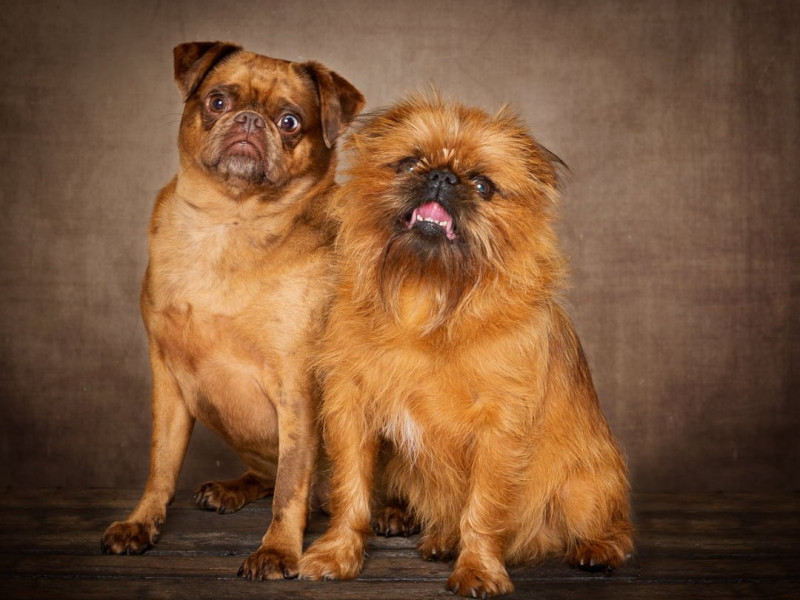 Dog Photography West Sussex Studio