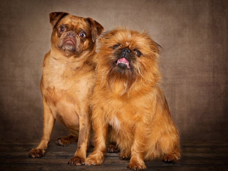 Dog Photography West Sussex Studio