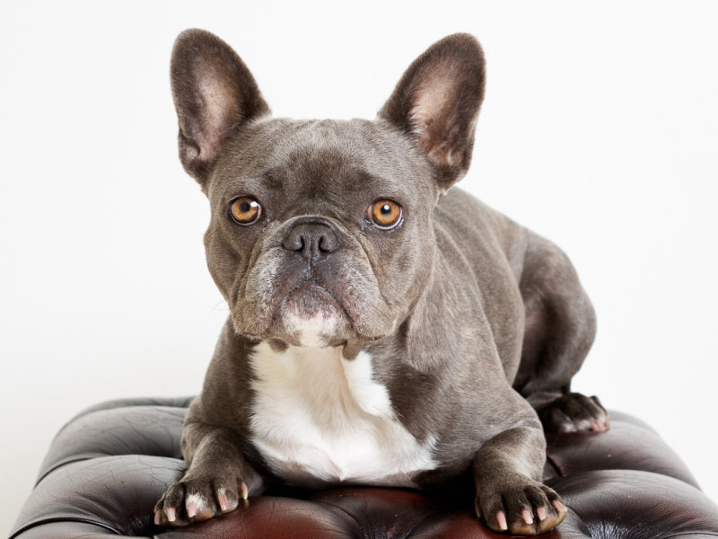 Dog Photography West Sussex Studio