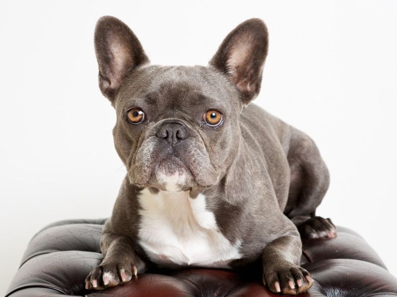 Dog Photography West Sussex Studio