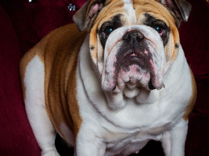 Dog Photography West Sussex Studio