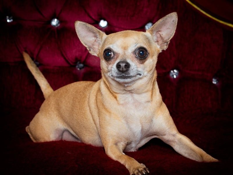 Dog Photography West Sussex Studio