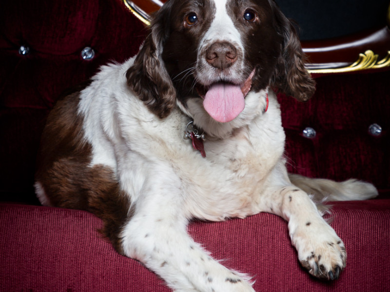 Dog Photography West Sussex Studio