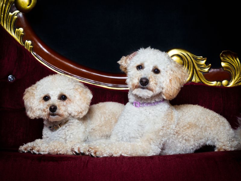 Dog Photography West Sussex