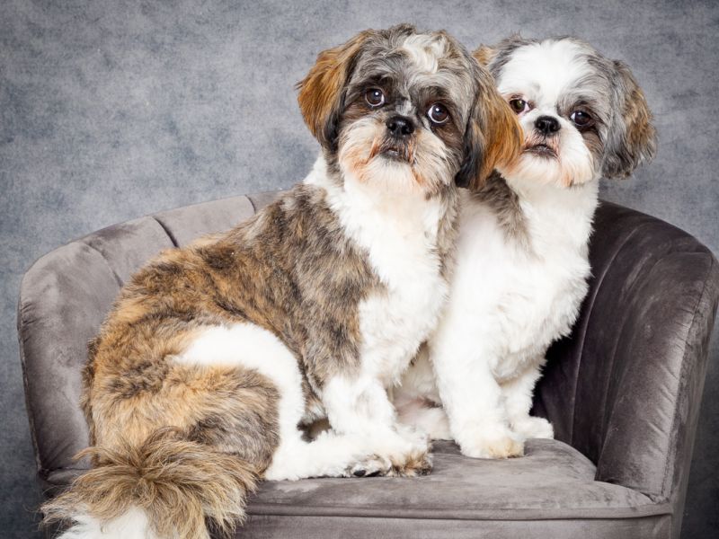Two small dogs sit on a grey chair and look at the camera at a professional portrait photo shoot